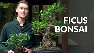 Ficus Bonsai tree care [upl. by Gentes]