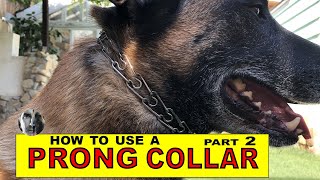 How to Use a PRONG COLLAR  part 2  Balanced Dog Training  Robert Cabral [upl. by Perl]