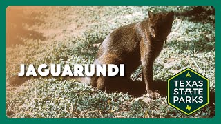 TPWDiscover  Did You See A Jaguarundi [upl. by Francisco]