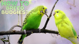 Budgie Breeding  Everything You need to know [upl. by Niarb306]