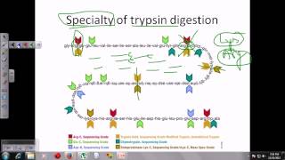 Trypsin digestion [upl. by Ariayek307]