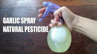 Garlic Spray as Natural Pesticide [upl. by Aihtak667]