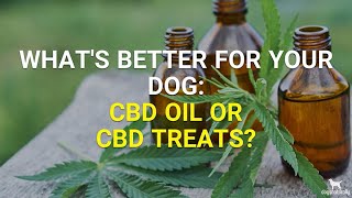 CBD Dog Treats  CBD For Dogs [upl. by Siusan248]