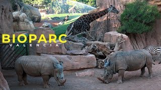 BIOPARC VALENCIA 4K [upl. by Ibocaj]