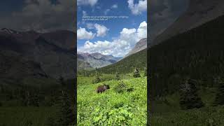 Hikers frightening encounter with bear at Glacier National Park [upl. by Giza16]