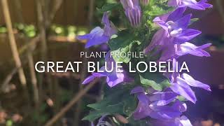 Great Blue Lobelia Plant Profile [upl. by Dlonyar]