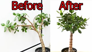 How To Prune And Straighten A Jade Plant Crassula ovata [upl. by Let841]