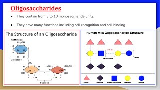 Carbohydrates 5 Oligosaccharides [upl. by Harbed754]