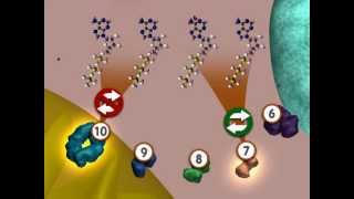 Glycolysis An Overview [upl. by Putscher768]