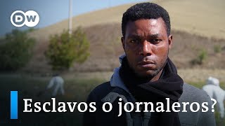 ¿Esclavitud en Italia  DW Documental [upl. by Brandon]