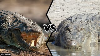 NILE CROCODILE VS SALTWATER CROCODILE  Who is the most powerful [upl. by Yarod]