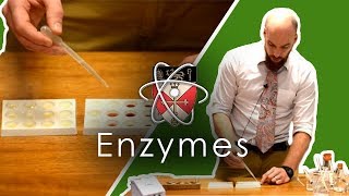 Enzymes  GCSE Science Required Practical [upl. by Aeneg707]