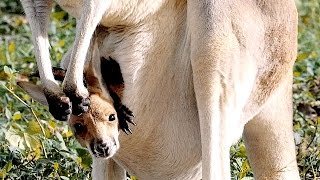 Baby Kangaroo Takes His First Hops  The Dodo [upl. by Gregory818]