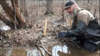 Beaver Trapping with Tom Florin [upl. by Toby]