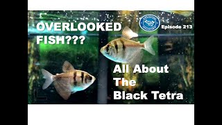 All About the Black Tetra in your Aquarium [upl. by Ramas]