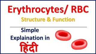 Erythrocytes  RBC  Structure and Function in Hindi  Bhushan Science [upl. by Naruq]