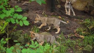 Nacen 5 lobos mexicanos en Zoológico de Chapultepec en CdMx [upl. by Sulrac476]