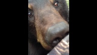 Bear amp Man Face to Face ORIGINAL VIDEO [upl. by Ahso]