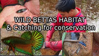 Catching Wild Bettas in THAILAND for breeding conservation Betta smaragdina natural habitat [upl. by Sorazal]