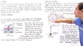 Prokaryotic vs Eukaryotic Flagella [upl. by Bedelia]