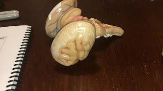 Diencephalon and Brainstem Models [upl. by Dorree953]