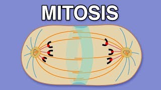 MITOSIS CYTOKINESIS AND THE CELL CYCLE [upl. by Mccullough315]