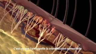 Etapes de la douleur nociceptive [upl. by Darius]