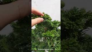 Golden Hinoki Cypress Specimen Bonsai Tree [upl. by Pessa]