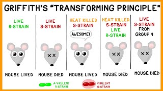 Griffiths Experiment Bacterial Transformation [upl. by Kilk]