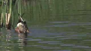 Male Northern Shoveler dabbling to feed [upl. by Gladwin]