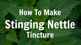 How To Make Fresh Stinging Nettle Tincture [upl. by Ber]