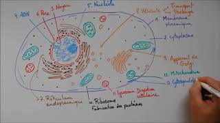 Structure cellulaire 2  ribosome lysosome mitochondrie cytosquelette centrosome [upl. by Deden]