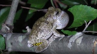 Copes Gray Tree Frog Call [upl. by Ramey58]