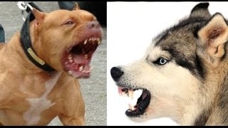 Pitbull vs Siberian Husky [upl. by Koh136]