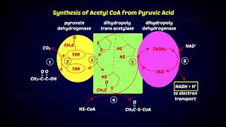 Oxidative Decarboxylation of Pyruvic acid [upl. by Ssitruc]