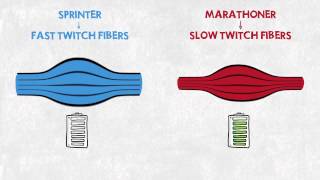 Easy Illustration of Muscle Fibre Types [upl. by Mirth115]