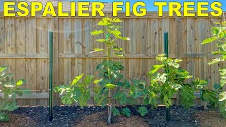 How To Espalier Fig Trees  Complete Guide From Start To Finish [upl. by Genni]