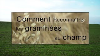 Comment bien identifier les graminées au champ [upl. by Chouest]