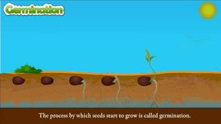 Seed germination process  Process of germination of seed  Stages of seed germination [upl. by Niarb]