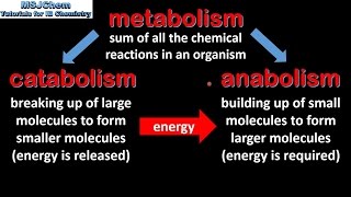 B1 Introduction to biochemistry SL [upl. by Queena]