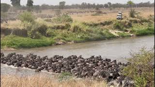 Serengeti National Park  The Great Wildebeest Migration 2021 [upl. by Vassar]