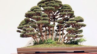 Forest Bonsai inspiration [upl. by Niveg]