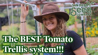 Dont bother growing tomatoes any other way This trellis system is the BEST and CHEAP [upl. by Germann]