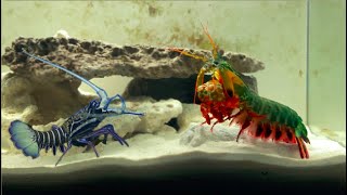 Giant Mantis Shrimp VS Saltwater Blue Lobster [upl. by Joella278]