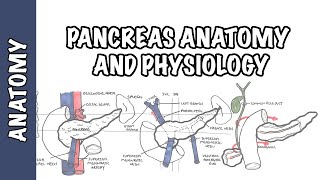 Pancreas Clinical Anatomy and Physiology [upl. by Jenesia971]