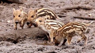 BabyWildschweine FrischlingsAlarm in Glücksburg [upl. by Woehick]