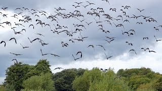 Lapwing Flying [upl. by Acysej]