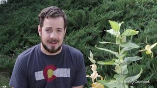 Harvesting and planting Milkweed seeds [upl. by Whiteley]