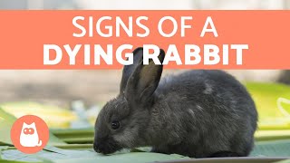 5 Signs Your Rabbit is Dying [upl. by Race646]