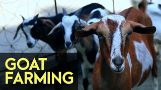 Goat Farming  FULL Version  Agribusiness How It Works [upl. by Mercie]